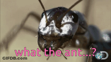 A Close Up Of A Black Ant With The Words What The Ant Written Below It GIF