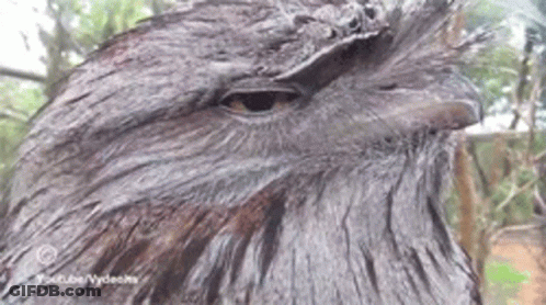 A Close Up Of A Black Bird 'S Face With Youtube Videos Written On The Bottom GIF