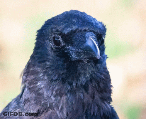 A Close Up Of A Black Bird 'S Head With Crowmommy Written On The Bottom GIF