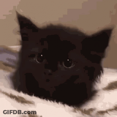 A Close Up Of A Black Cat Laying On A Bed Looking At The Camera . GIF