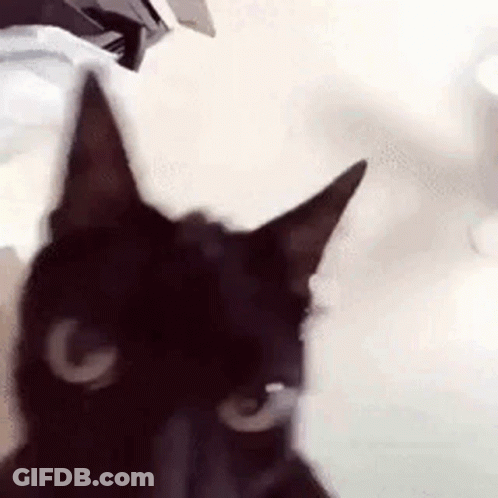 A Close Up Of A Black Cat Looking At The Camera With A White Background . GIF
