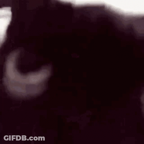 A Close Up Of A Black Cat Looking At The Camera With A White Background . GIF