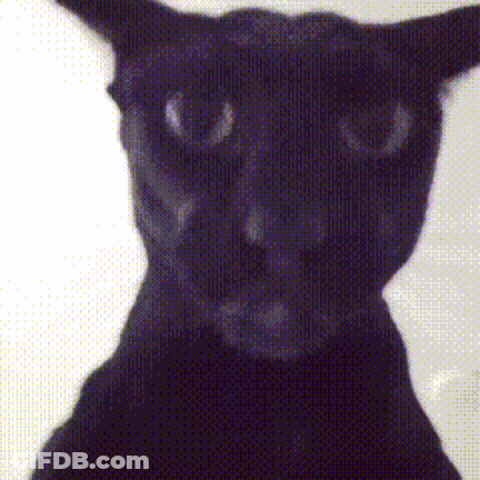 A Close Up Of A Black Cat 'S Face Against A White Background GIF