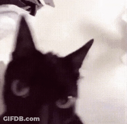 A Close Up Of A Black Cat 'S Face And Ears GIF