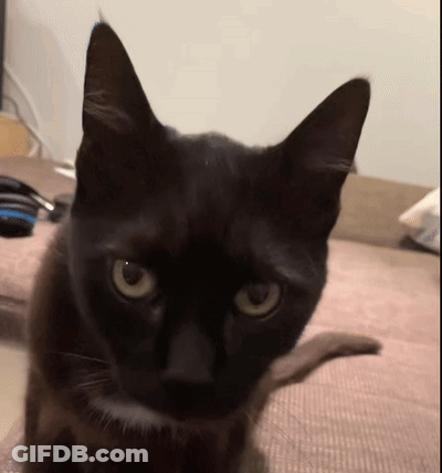 A Close Up Of A Black Cat 'S Face GIF