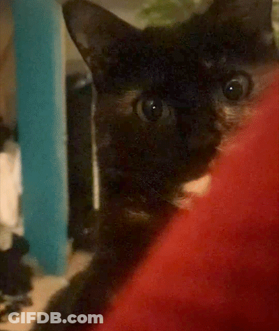A Close Up Of A Black Cat 'S Face Looking At The Camera GIF