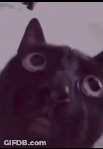 A Close Up Of A Black Cat 'S Face With A Blurry Background . GIF