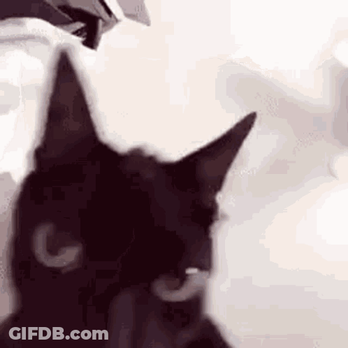 A Close Up Of A Black Cat 'S Face With A G On Its Face . GIF