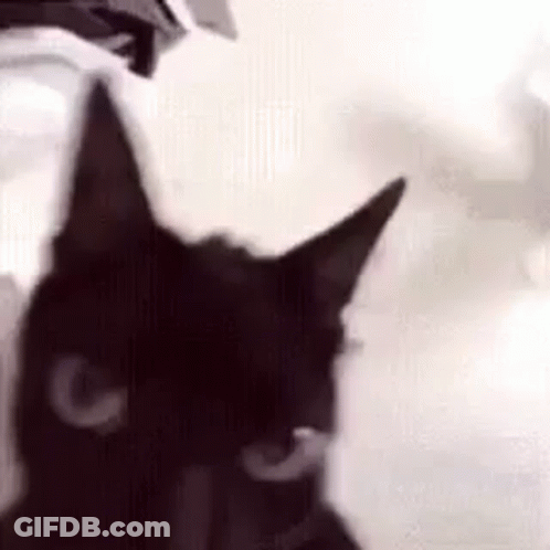 A Close Up Of A Black Cat 'S Face With A White Background . GIF