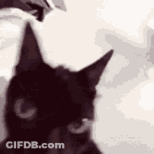 A Close Up Of A Black Cat 'S Face With A White Background . GIF