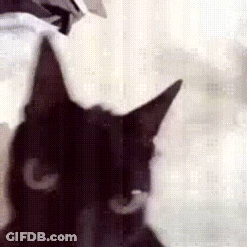 A Close Up Of A Black Cat 'S Face With A White G On Its Nose GIF