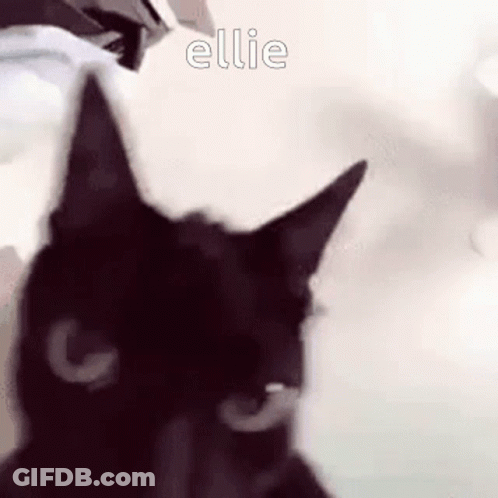 A Close Up Of A Black Cat 'S Face With The Word Ellie Above It . GIF