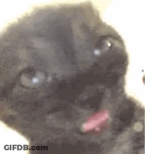 A Close Up Of A Black Cat With A Pink Tongue Sticking Out And Looking At The Camera . GIF