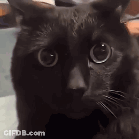 A Close Up Of A Black Cat With Big Eyes Looking At The Camera . GIF