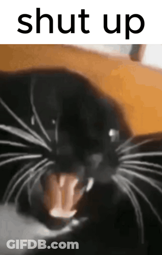 A Close Up Of A Black Cat With Its Mouth Open And The Words Shut Up Above It GIF