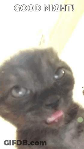A Close Up Of A Black Cat With Its Tongue Out And The Words `` Good Night '' Above It . GIF