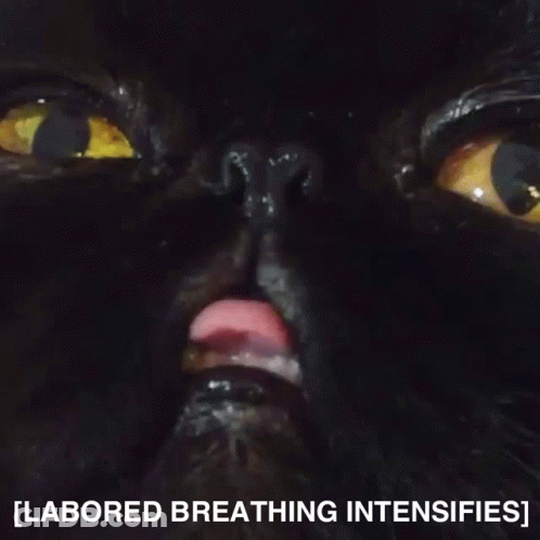 A Close Up Of A Black Cat With The Words Labored Breathing Intensifies GIF