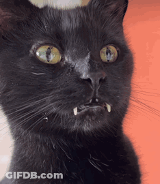 A Close Up Of A Black Cat With Yellow Eyes And Teeth GIF