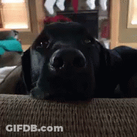 A Close Up Of A Black Dog Laying On A Couch GIF