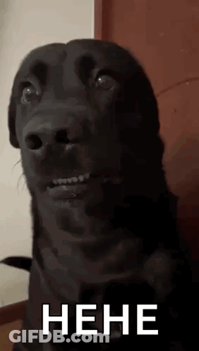 A Close Up Of A Black Dog Making A Funny Face With The Words ` ` Nene ' ' Written Below It . GIF