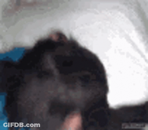 A Close Up Of A Black Dog 'S Face With A White Background GIF
