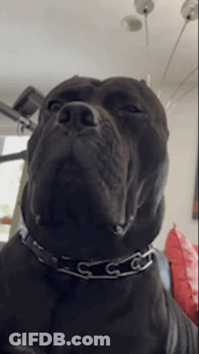 A Close Up Of A Black Dog Wearing A Collar With The Letter C On It GIF