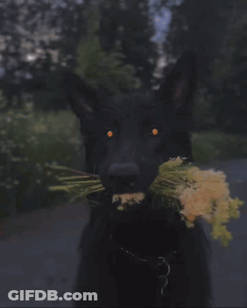 A Close Up Of A Black Dog With A Bunch Of Flowers In Its Mouth GIF