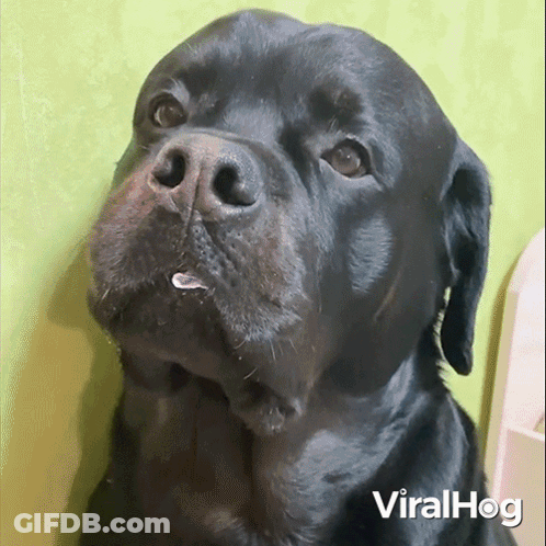 A Close Up Of A Black Dog With A Green Background And The Words Viralhog On The Bottom Right GIF