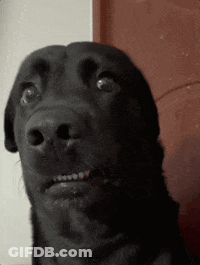 A Close Up Of A Black Dog With A Surprised Look On His Face GIF