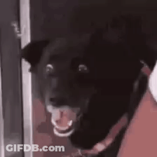 A Close Up Of A Black Dog With Its Mouth Open And Its Tongue Out . GIF