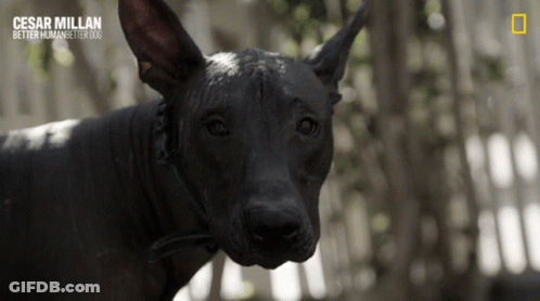A Close Up Of A Black Dog With The Caption Cesar Millan Better Human Better Dogs GIF