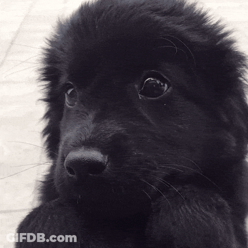 A Close Up Of A Black Furry Puppy Laying Down GIF