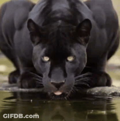 A Close Up Of A Black Panther Drinking Water From A Pond . GIF