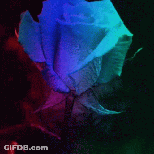 A Close Up Of A Blue And Purple Rose With Water Drops On It GIF