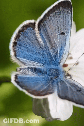 A Close Up Of A Blue And White Butterfly On A White Flower GIF