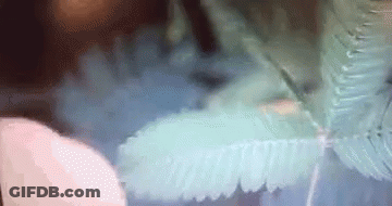 A Close Up Of A Blue Feather With Smoke Coming Out Of It GIF