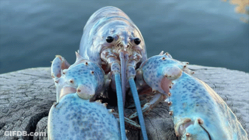 A Close Up Of A Blue Lobster On A Rock Near The Water GIF