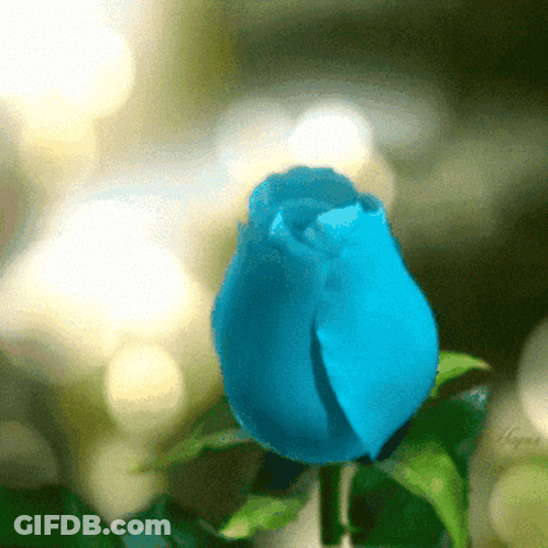 A Close Up Of A Blue Rose With A Green Leaf GIF