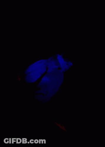 A Close Up Of A Bright Blue Rose On A Black Background GIF