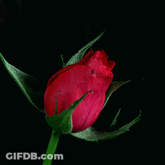 A Close Up Of A Bright Pink Rose With A Black Background GIF
