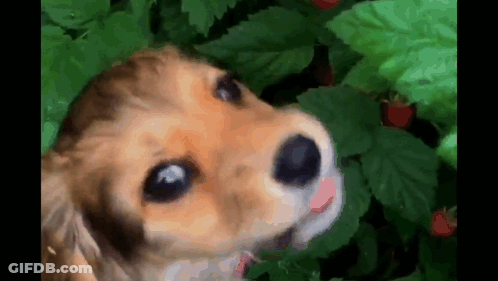 A Close Up Of A Brown And Black Dog Looking Up At Something GIF