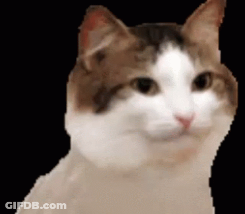 A Close Up Of A Brown And White Cat Looking At The Camera On A Black Background . GIF