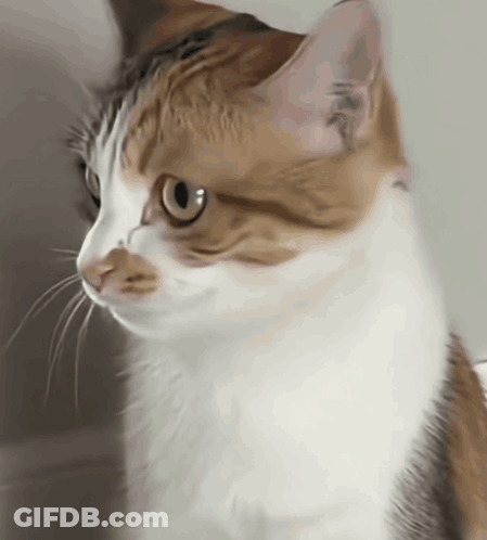 A Close Up Of A Brown And White Cat Looking To The Side GIF