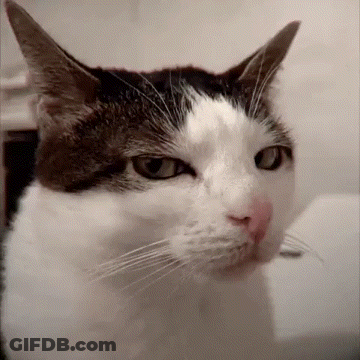 A Close Up Of A Brown And White Cat GIF