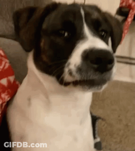 A Close Up Of A Brown And White Dog Sitting On A Couch . GIF