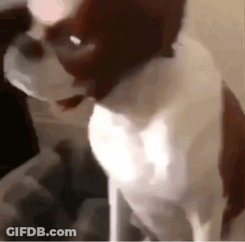 A Close Up Of A Brown And White Dog Standing On A Table . GIF