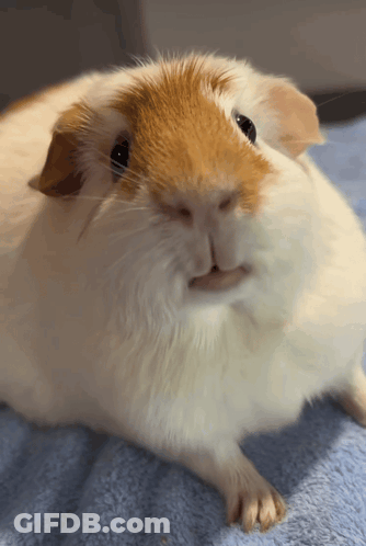 A Close Up Of A Brown And White Guinea Pig Laying On A Blue Blanket GIF
