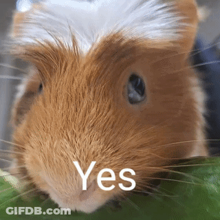 A Close Up Of A Brown And White Guinea Pig With The Word Yes On Its Face GIF