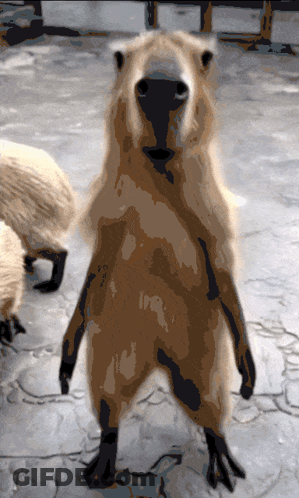 A Close Up Of A Brown Animal Standing On Its Hind Legs Looking At The Camera GIF
