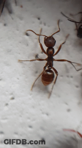 A Close Up Of A Brown Ant On A White Background GIF